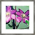 Asian Virginsbower - Clematis Florida Framed Print