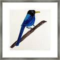 Blue Honey Creeper Framed Print