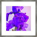 Purple Iris Blooms In Spring 2 Framed Print