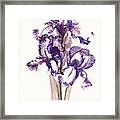 Purple Iris Framed Print