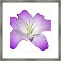 Purple Lily Flower Framed Print