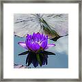 Purple Lotus Flower Framed Print