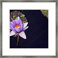 Purple Lotus Framed Print
