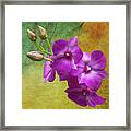 Purple Moth Orchid Framed Print