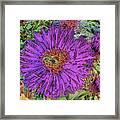 Purple Aster And Green Bee Framed Print