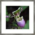Purple Orchid Framed Print