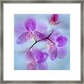 Purple Orchid In Blue Ice Framed Print