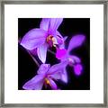 Purple Orchids On Black Framed Print