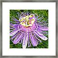 Purple Passion Flower Framed Print