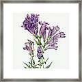 Purple Penstemon. By Mary Vaux Walcott Framed Print