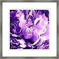 Purple Peony Party Framed Print