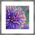 Lilac Purple Perfection Framed Print