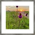Purple Prairie Clover Framed Print