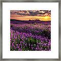 Purple Sea Framed Print