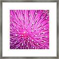 Purple Splendor Framed Print