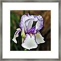 Purple Striped White Iris Framed Print