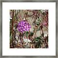 Purple Verbena And White Pincushion Wildflowers Coachella Valley Wildlife Preserve Framed Print
