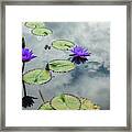 Purple Water Lilies And Pads Framed Print