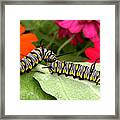 Queen Caterpillar Buddies 16x9 Framed Print