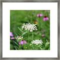 Queen In A Field Framed Print