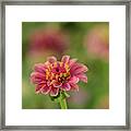 Queen Lime Red Zinnia Framed Print