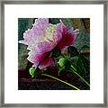 Queen Peony Framed Print