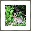 Rabbit In The Grass Framed Print