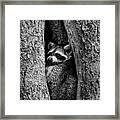 Raccoon In Hollow 7385 Framed Print