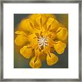 Yellow Lupine, Wildflower, Symmetry Framed Print