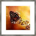 Radiance Framed Print