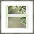 Rain On Juniper Framed Print