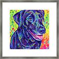 Rainbow Labrador Retriever Framed Print