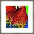 Rainbow Macaw Parrot Pet Lover Framed Print