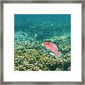 Rainbow Parrotfish Framed Print