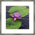 Raindrops And Lilies. Framed Print