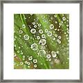 Raindrops Caught In A Web Framed Print