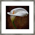 Rainwater On A Calla Lily Framed Print