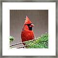 Rainy Day Red Bird Framed Print