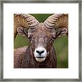 Ram Portrait Framed Print