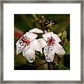 Rare Kokio Kea Hibiscus Framed Print