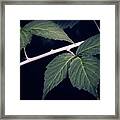 Raspberry Leaves Framed Print