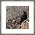 Raven In Lake Powell Framed Print