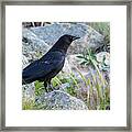 Raven On The Rocks Framed Print