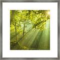 Rays Of Sunlight And Green Forest Framed Print