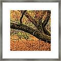 Reaching Out Over The Autumn Meadow Framed Print