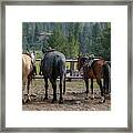 Ready To Ride Framed Print