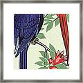 Red And A Blue Parrot Framed Print