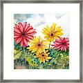 Red And Yellow Daisies Framed Print