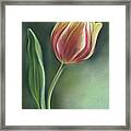 Red And Yellow Tulip With Leaf Framed Print