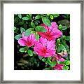 Pink Azalea Framed Print